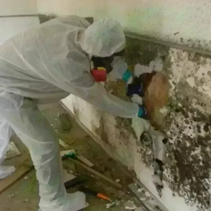 Mold Remediation and Removal in Kennesaw, GA